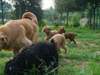 成都哆咭屋寵物寄養 看得見的安心，專業寵物服務新選擇