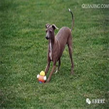 德陽專業寵物狗托管訓練多少錢？寵物服務費用全解析