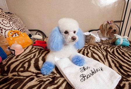 國慶帶狗狗出游全攻略 帶上心愛的它，來一場說走就走的旅行