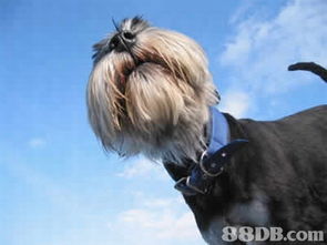 寵物護理服務 全方位指南，從用品到專業服務