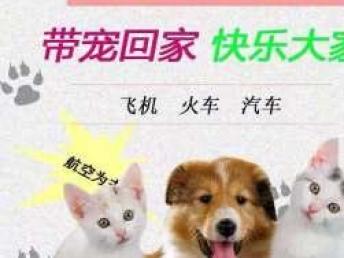 本地專業寵物托運服務 全天候覆蓋汽車、火車、空運直達全國